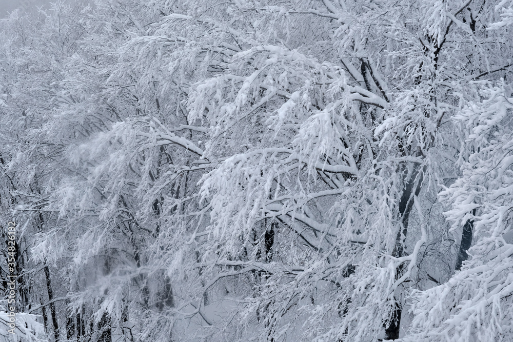 Needles of pine in winter in frost. Close-up at Mountain zao,Yamagata,Tohoku,Japan Needles of pine in winter in frost. Close-up at Mountain zao,Yamagata,Tohoku,Japan