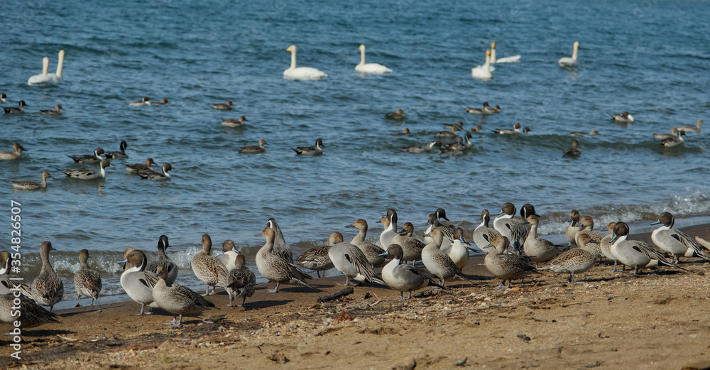 Obraz premium Many ducks and swans at the Lake Inawashiro in Fukushima,JapanK 