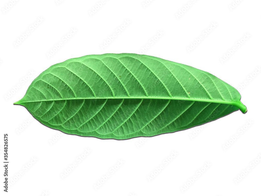 Fototapeta premium Green leaves on a white background