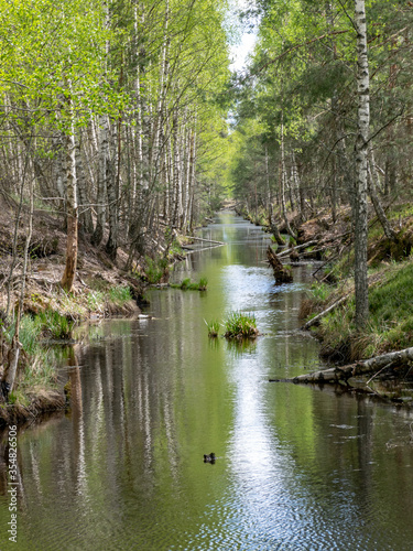 Fototapeta Naklejka Na Ścianę i Meble -  a swamp ditch, white birches along the edges, swamp grass and moss, wonderful reflections in the dark swamp water