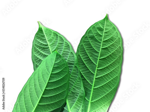 Green leaves on a white background