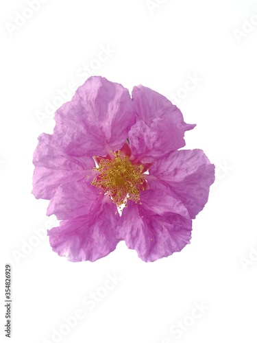Isolated on white background of pink flower. Botanical of Lagerstroemia floribunda flower. 