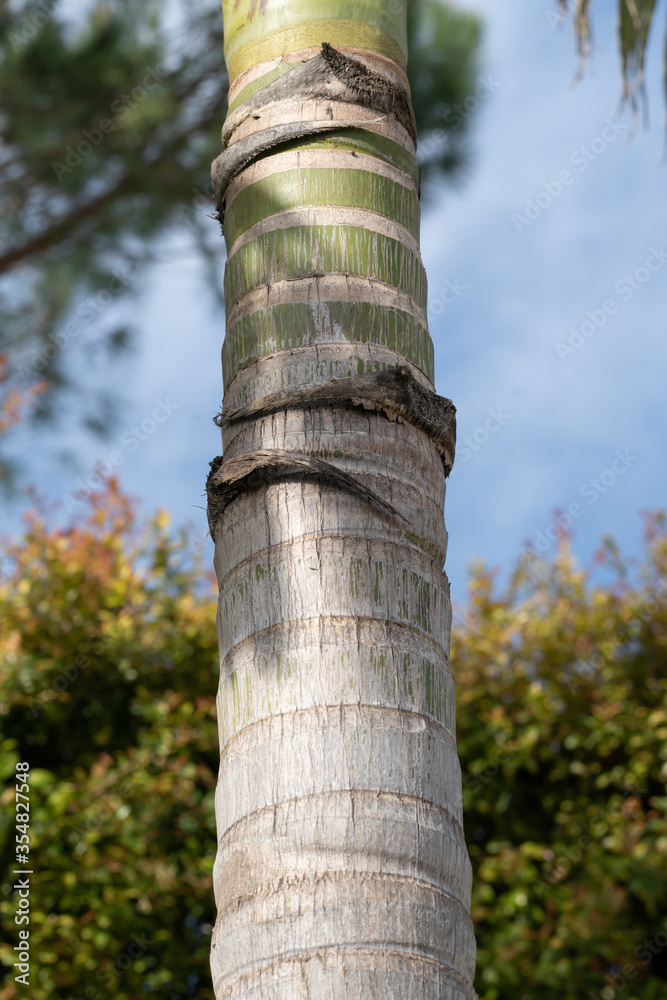 Palmtree closeup