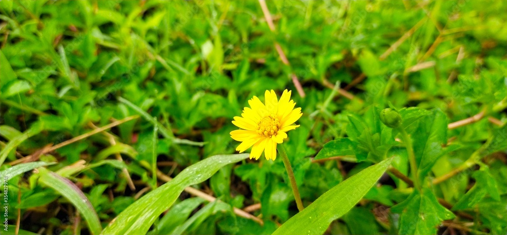 yellow dandelion flower yellow dandelion flower