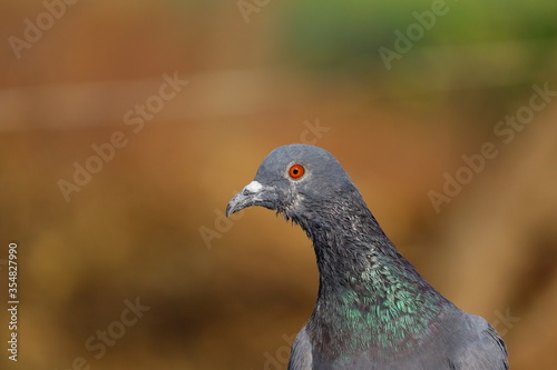 portrait pigeon bird, Hd image