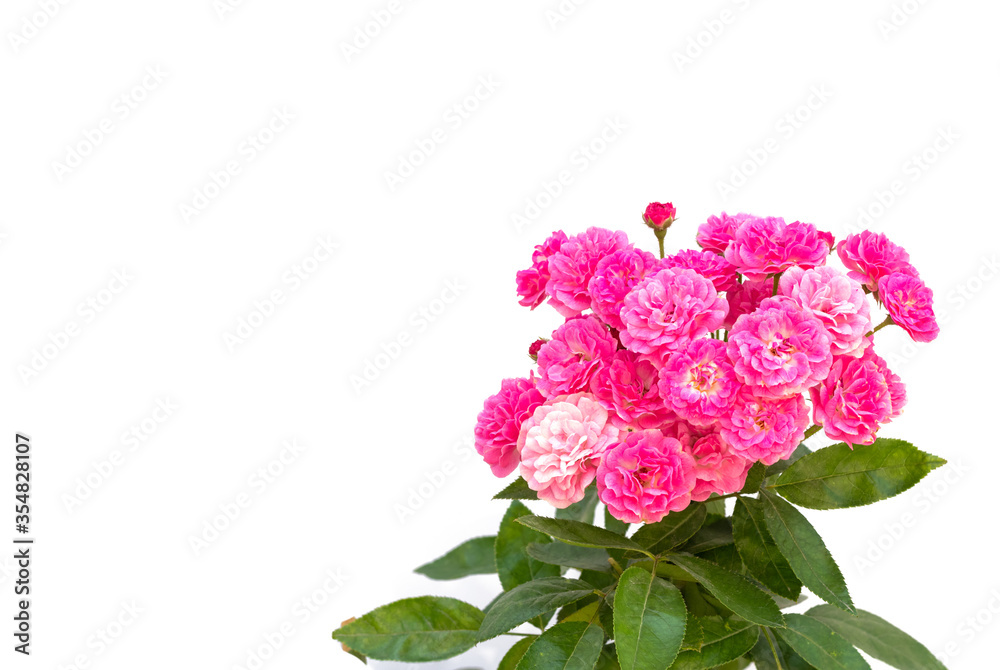 Coral rose flower in roses garden Coral rose flower in roses garden
