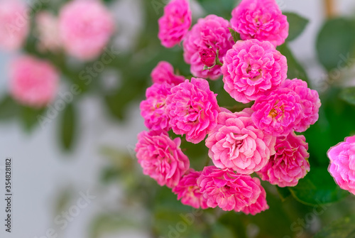 Coral rose flower in roses garden