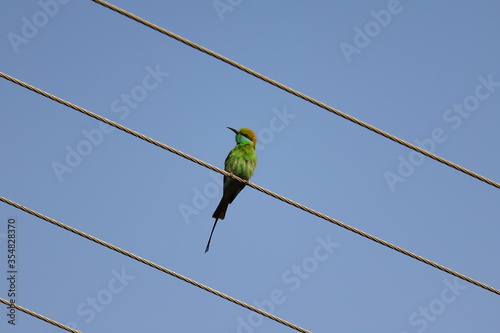 a bee eater sitting on the wire