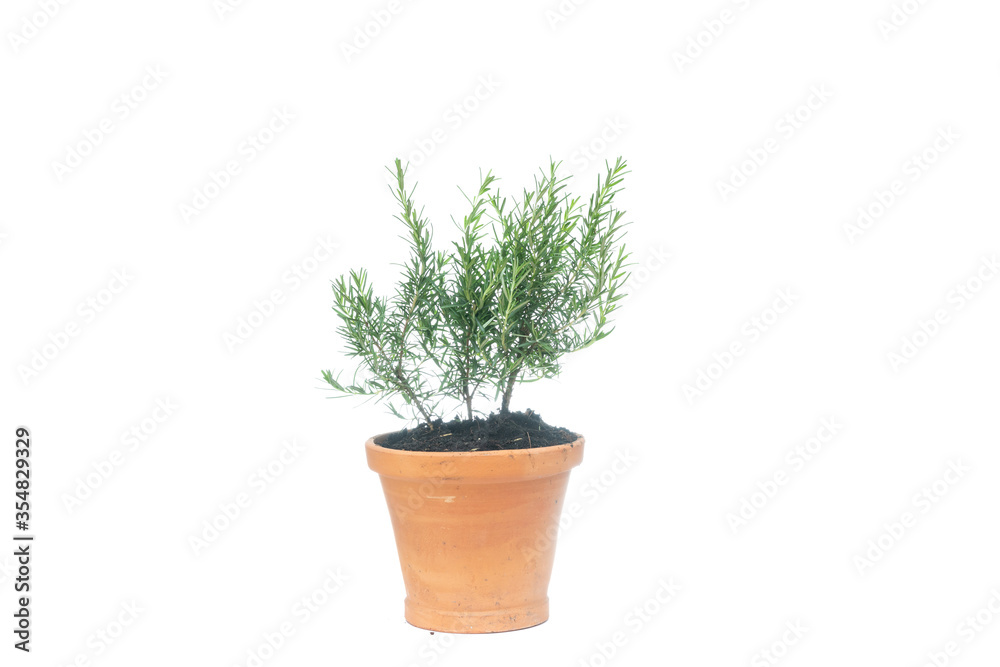 rosemary in clay pot on white background, rosmarinus officinalis rosemary in clay pot on white background, rosmarinus officinalis