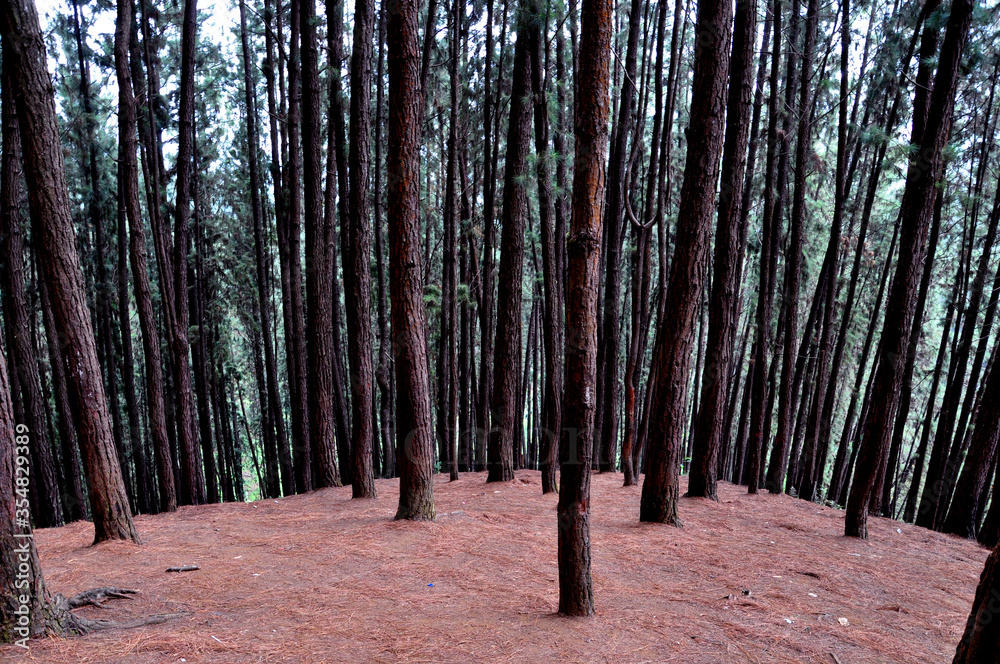 trees in the forest Kerala tourism industry trees in the forest Kerala tourism industry