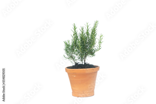 rosemary in clay pot on white background, rosmarinus officinalis