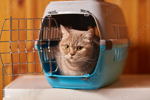 Cute gray cat in a carrier for animals