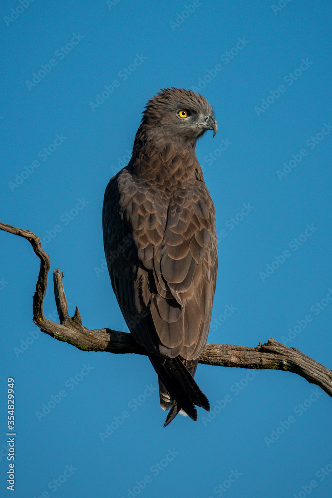 Brown snake-eagle on twisted branch in sun Brown snake-eagle on twisted branch in sun