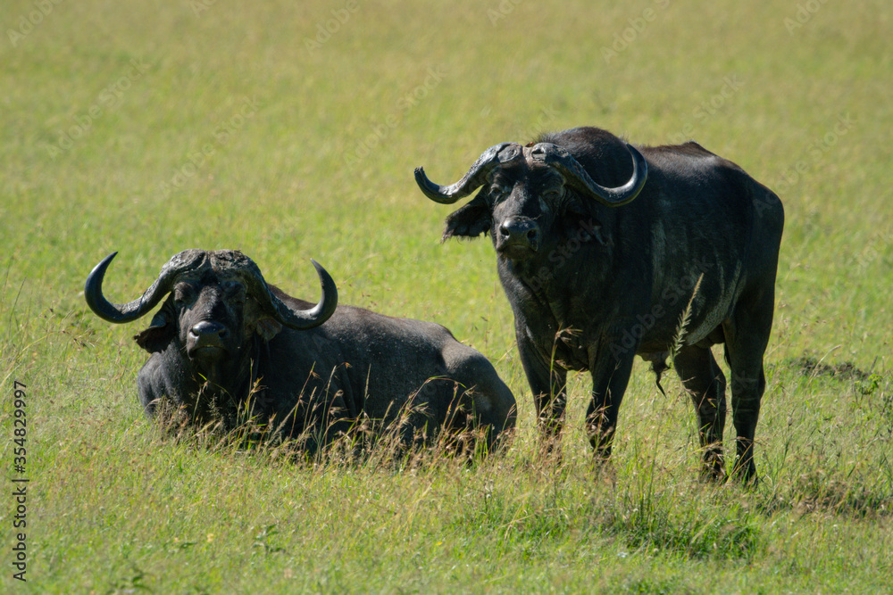 Cape buffalo stands beside another lying down Cape buffalo stands beside another lying down