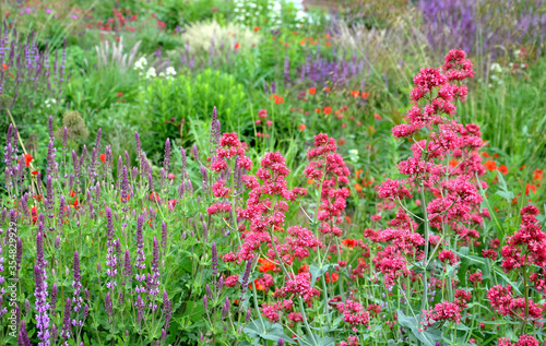 colorful prairie flower bed with purple white and red flowers in spring lush green reminiscent of a meadow photo