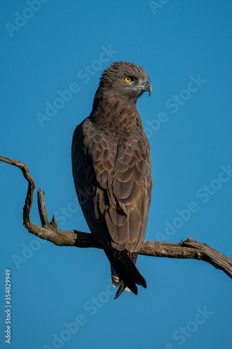 Brown snake-eagle on twisted branch in sun