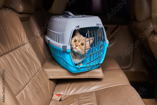 Cute gray cat in a pet carrier in the car