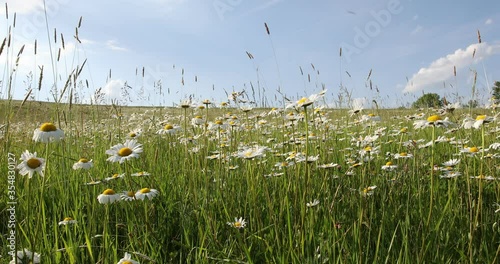 white marguerite flowers in meadow. Flower is also called ox-eye daisy, oxeye daisy or dog daisy