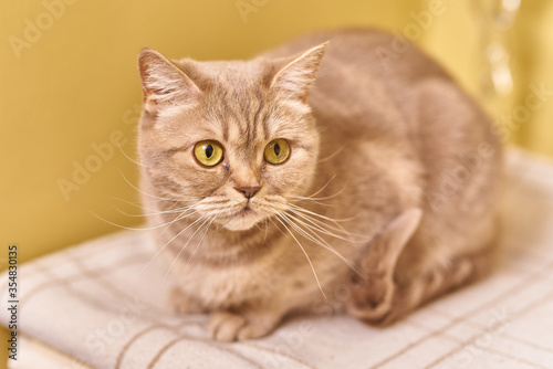 Cute gray cat resting on a blanket in the room © Oleg Batrak