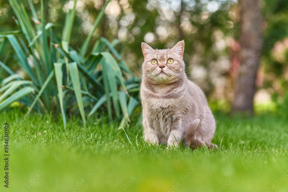 Cute gray cat sitting on the green grass in the spring park