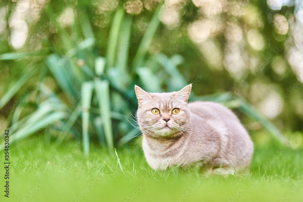 Cute gray cat sitting on the green grass in the spring park