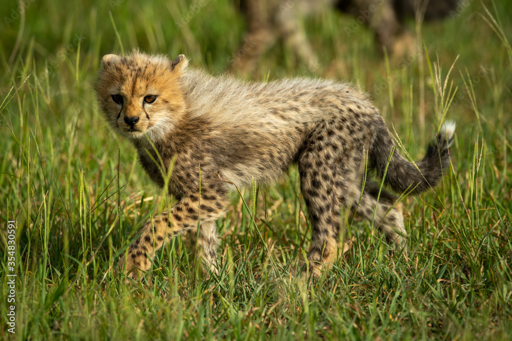 Fototapeta premium Cheetah cub walks through grass in sun