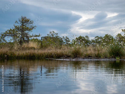 Swampy marsh in the bog, swamp cotton grass. Taken in a bog, Latvia