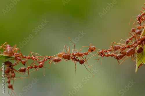 Ant action standing.Ant bridge unity team,Concept team work together © frank29052515