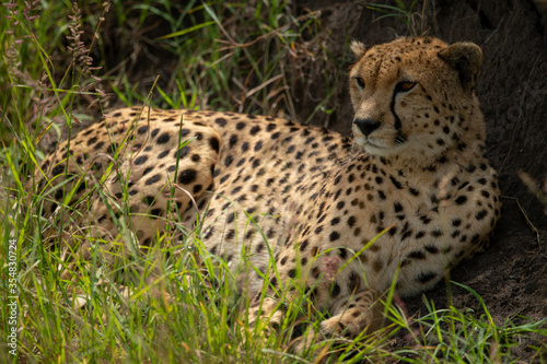 Cheetah lies in long grass against bank