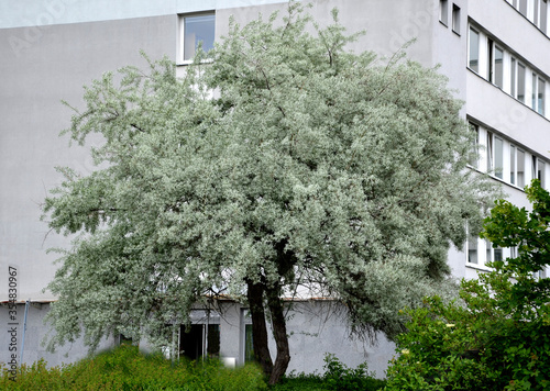 deciduous smaller tree or shrub, which belongs to the family hawthorn. It grows to a height of 5-10 m and often forms a multi-stemmed tree with an airy, irregular crown.  twigs silver  photo