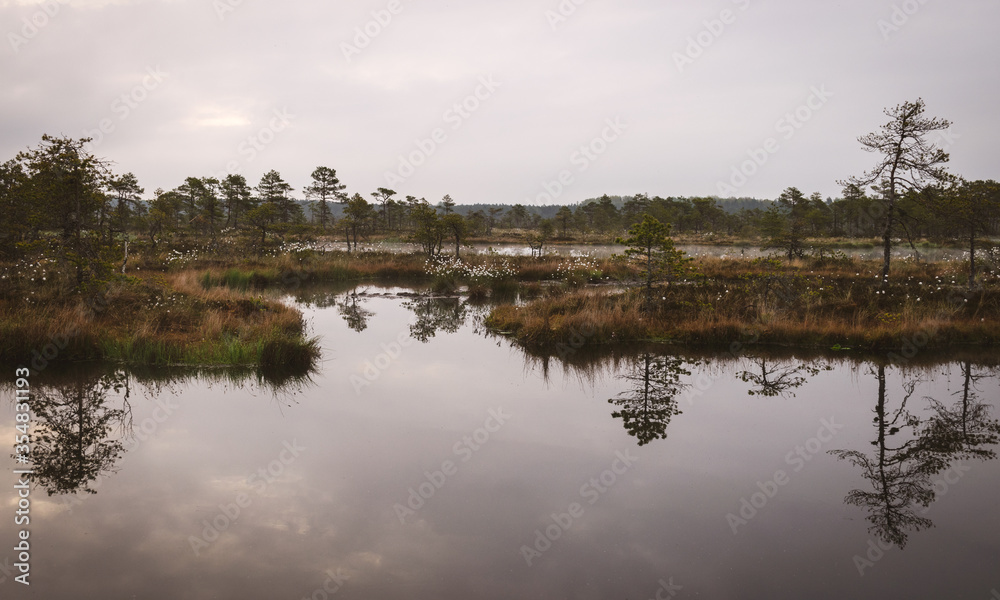 landscape with old peat bogs and swamp vegetation. The bog pond reflects small pines, bushes and cloudy skies. Niedraju Pilkas swamp, Latvia landscape with old peat bogs and swamp vegetation. The bog pond reflects small pines, bushes and cloudy skies. Niedraju Pilkas swamp, Latvia