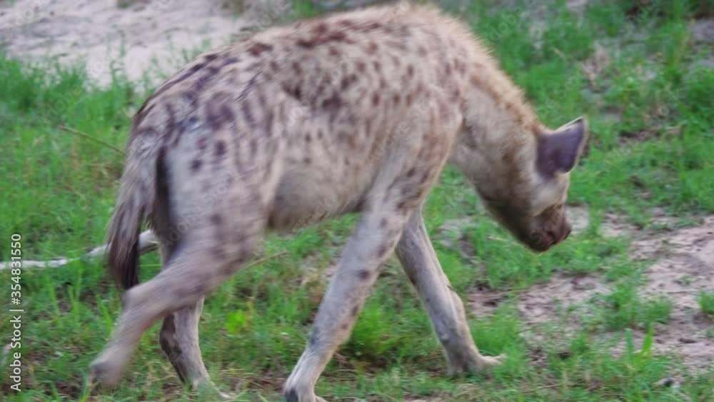 A Lone Male Hyena Walking At The Grassland In Botswana - close up A Lone Male Hyena Walking At The Grassland In Botswana - close up
