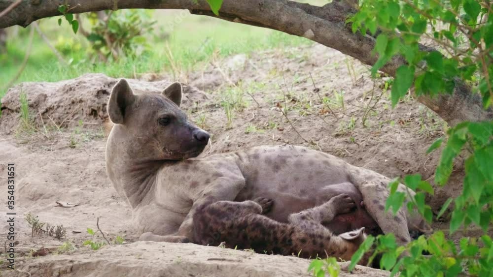 A Hyena Matriarch Alarmed While Resting With Its Pup On The Ground In Botswana - medium shot A Hyena Matriarch Alarmed While Resting With Its Pup On The Ground In Botswana - medium shot