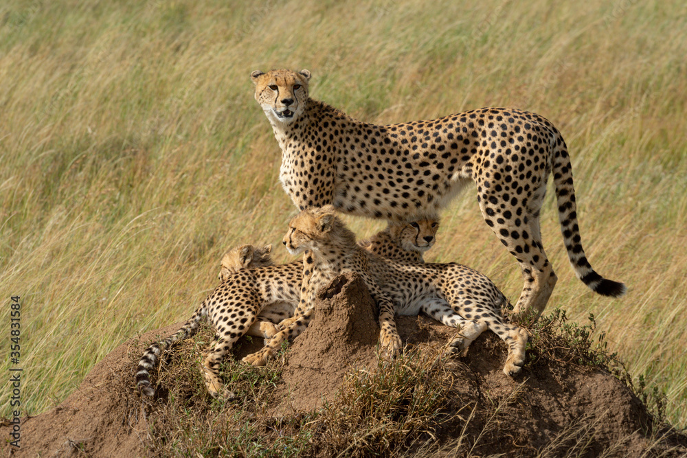 Fototapeta premium Cheetah stands on termite mound with others