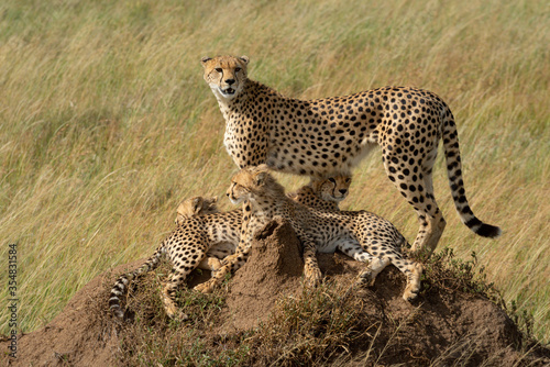Cheetah stands on termite mound with others