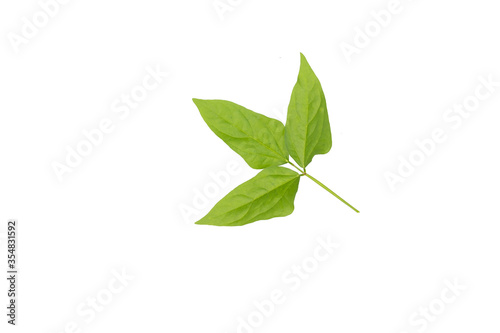 Fresh soy leaves isolated on white