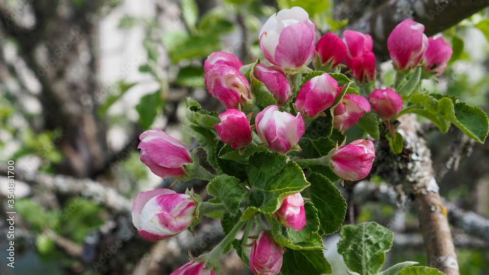 Pink and white apple tree blossoms close up in springtime. Pink and white apple tree blossoms close up in springtime.