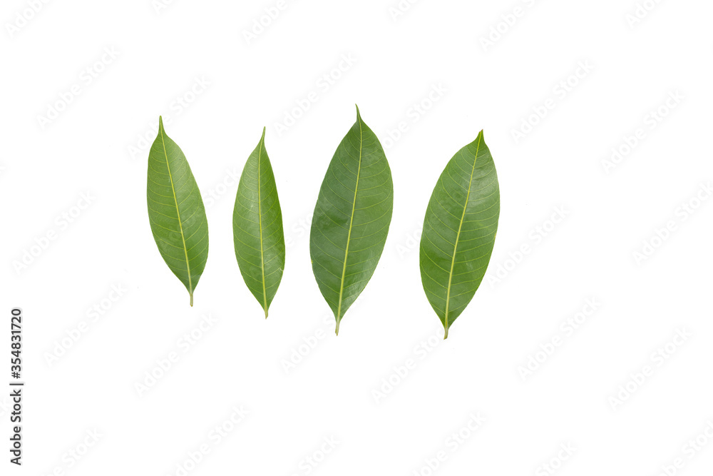 collection of  tree leaves isolated on white background