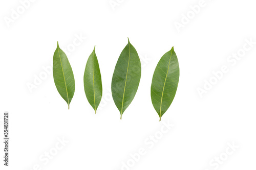 collection of tree leaves isolated on white background