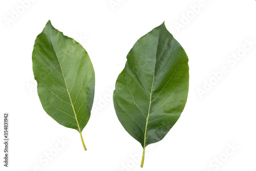 leaves of avocado isolated