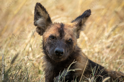 Close-up of African wild dog in grass