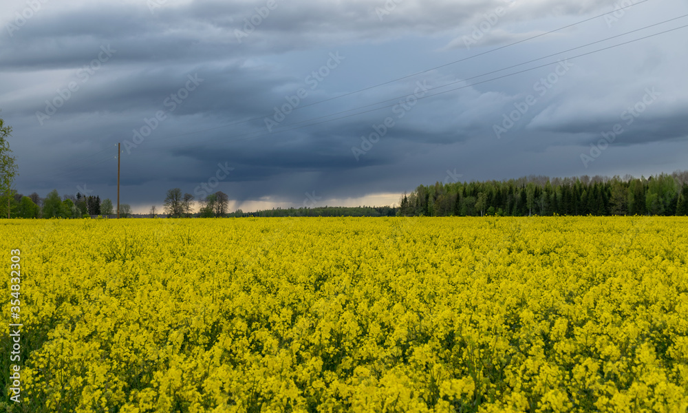 dark contrasting skies over a yellow rape field dark contrasting skies over a yellow rape field