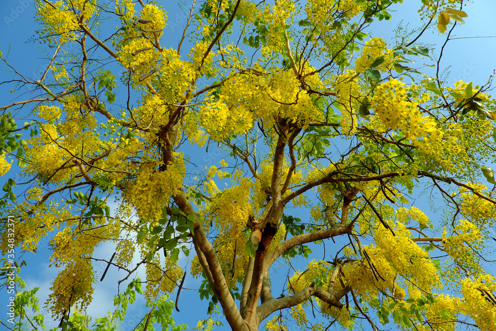 Beautiful golden shower tree bloom yellow bunch of flowers, Cassia fistula so nice on blue sky Beautiful golden shower tree bloom yellow bunch of flowers, Cassia fistula so nice on blue sky