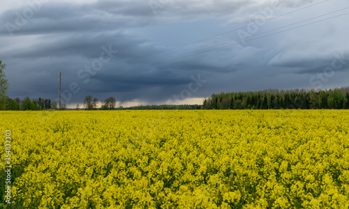 dark contrasting skies over a yellow rape field