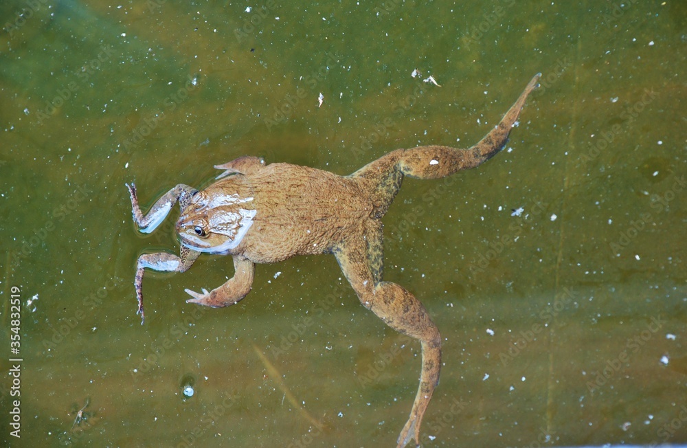 The big toad eats the small toad The big toad eats the small toad