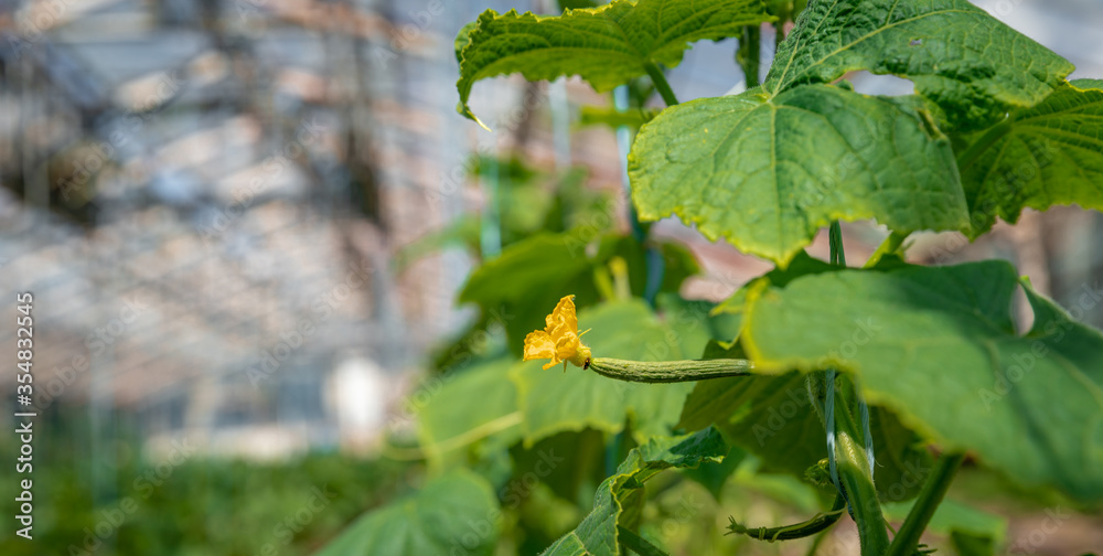 cucumbers plants growing in a greenhouse on an organic farm cucumbers plants growing in a greenhouse on an organic farm