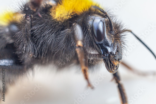 macro close up of bumblebee