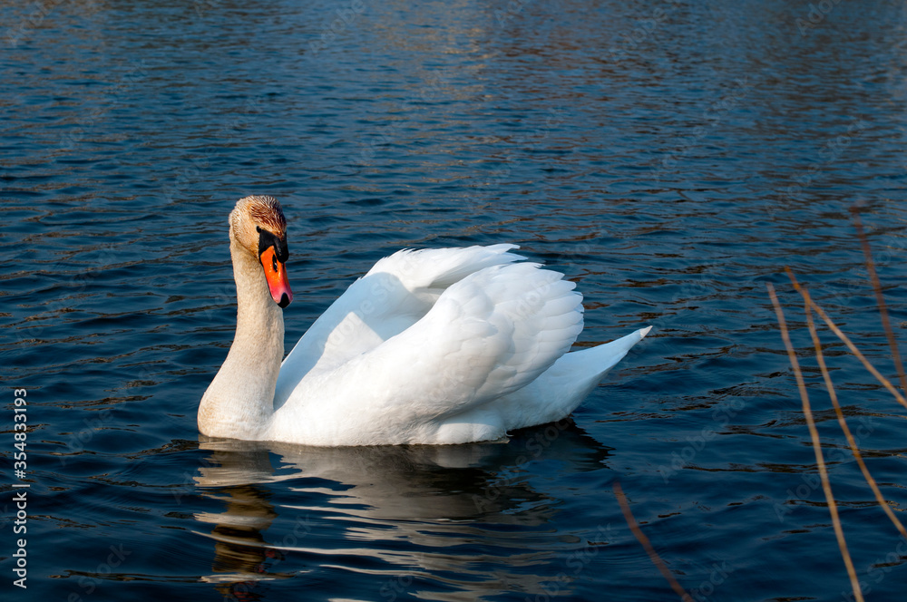 Naklejka premium White majestic swan swim ahead in rippling water. Mute Swan the middle of the water. Drops on wet head. Smooth background