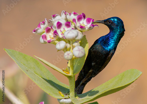 Photography Purple Sunbird (Nectarinia asiatica) feeding on flowers