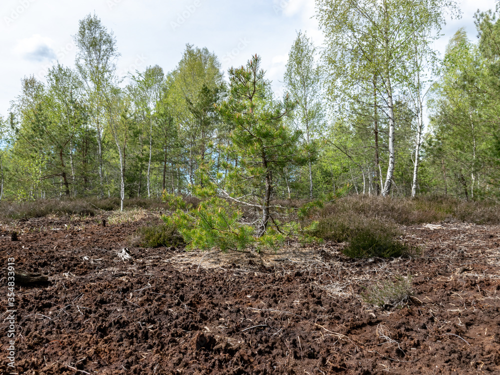 spring landscape in a peat bog, bog texture, Sedas moor, Latvia